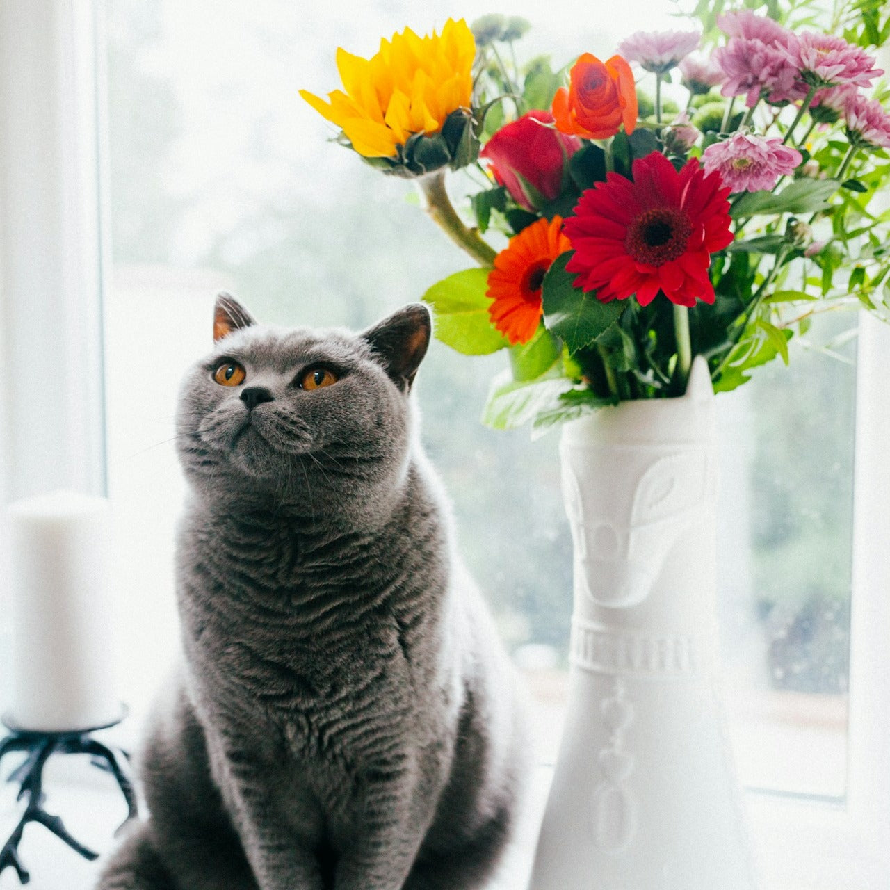 Katze Blumen 