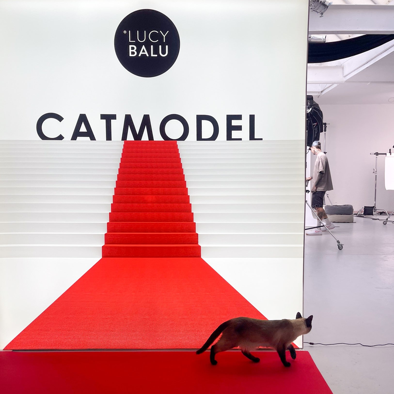 Catmodel Contest 2023