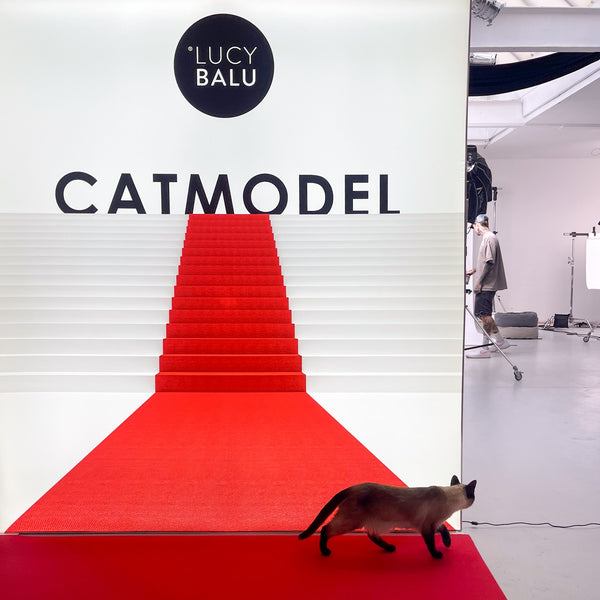 Cat Model 2023 - Europas größter Katzenmodel Contest