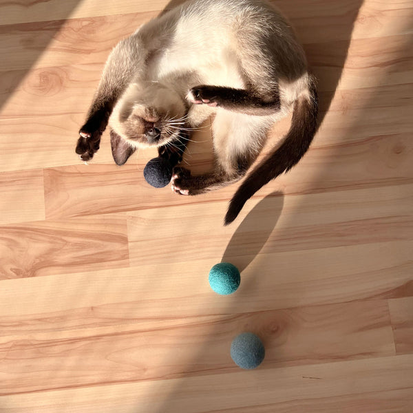 Sind Katzen farbenblind? – Was Du über das Farbsehen Deiner Samtpfote wissen solltest