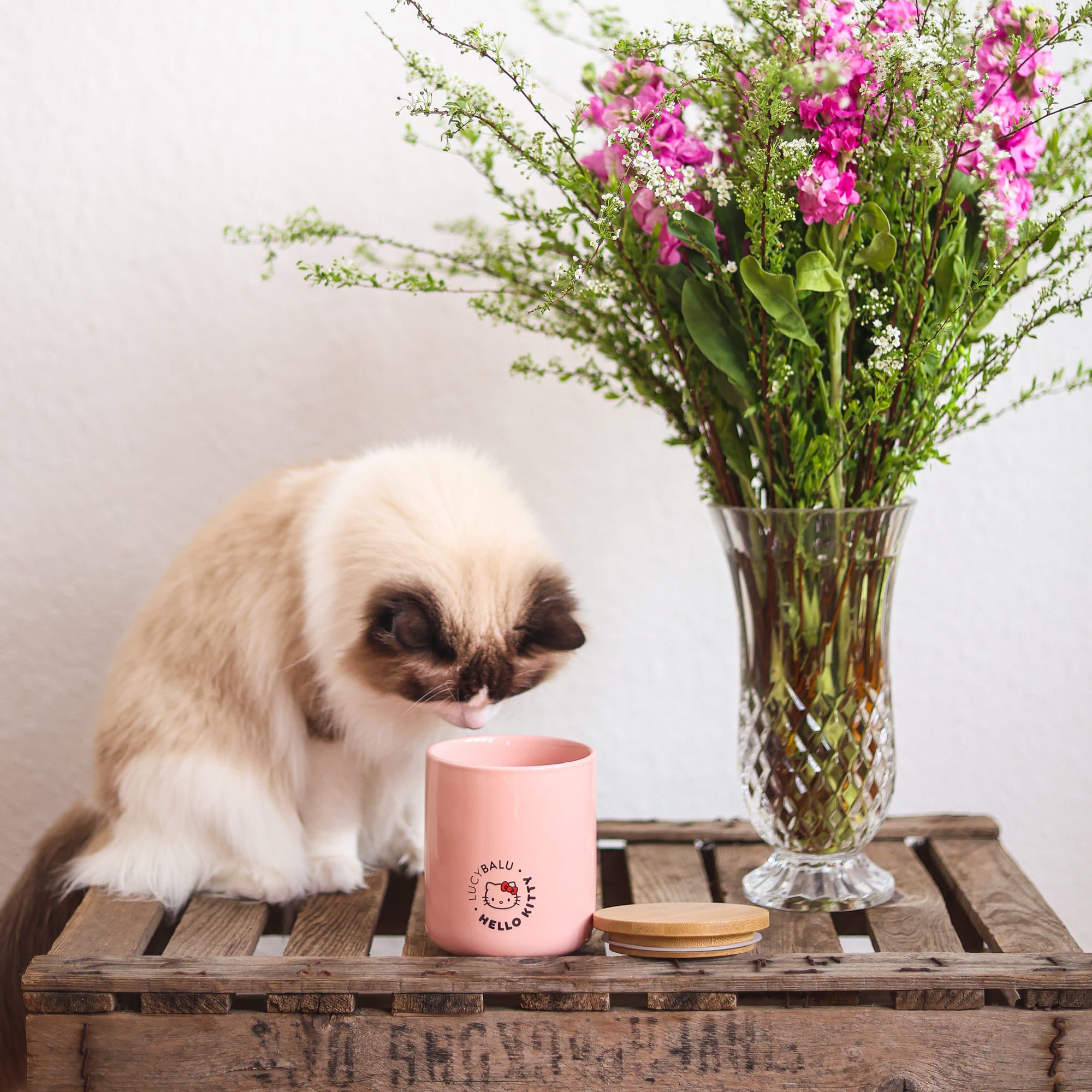 Katzenleckerlis selber machen: Herbstliche Rezepte für deine Katze