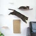 Katzensichere Wohnung: Gefahren erkennen und vermeiden