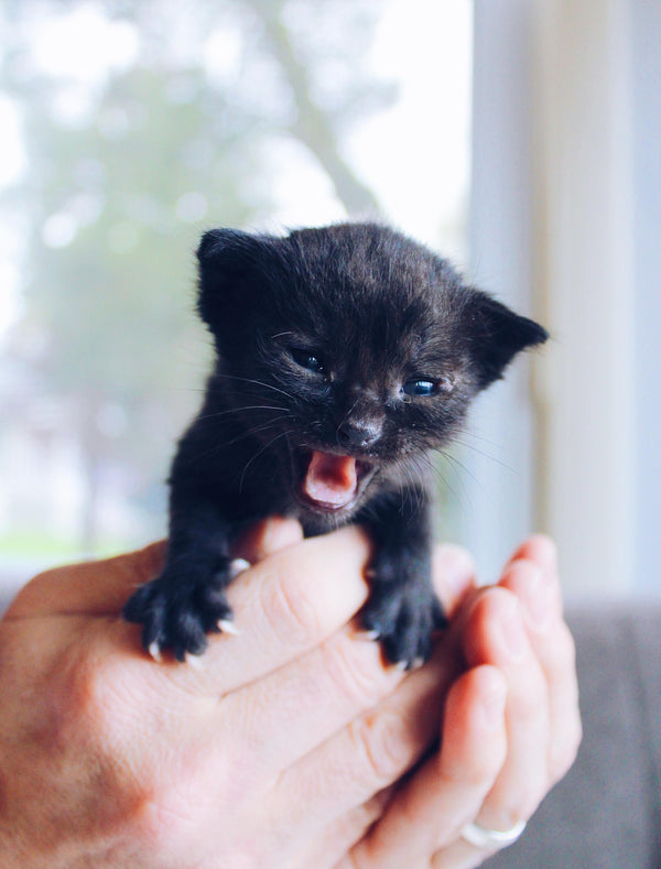 My first cat: Ich möchte eine Katze!