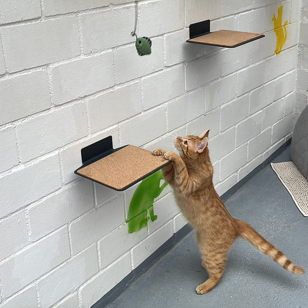 Le refuge animalier de Duisbourg : Un mur d'escalade signé LucyBalu