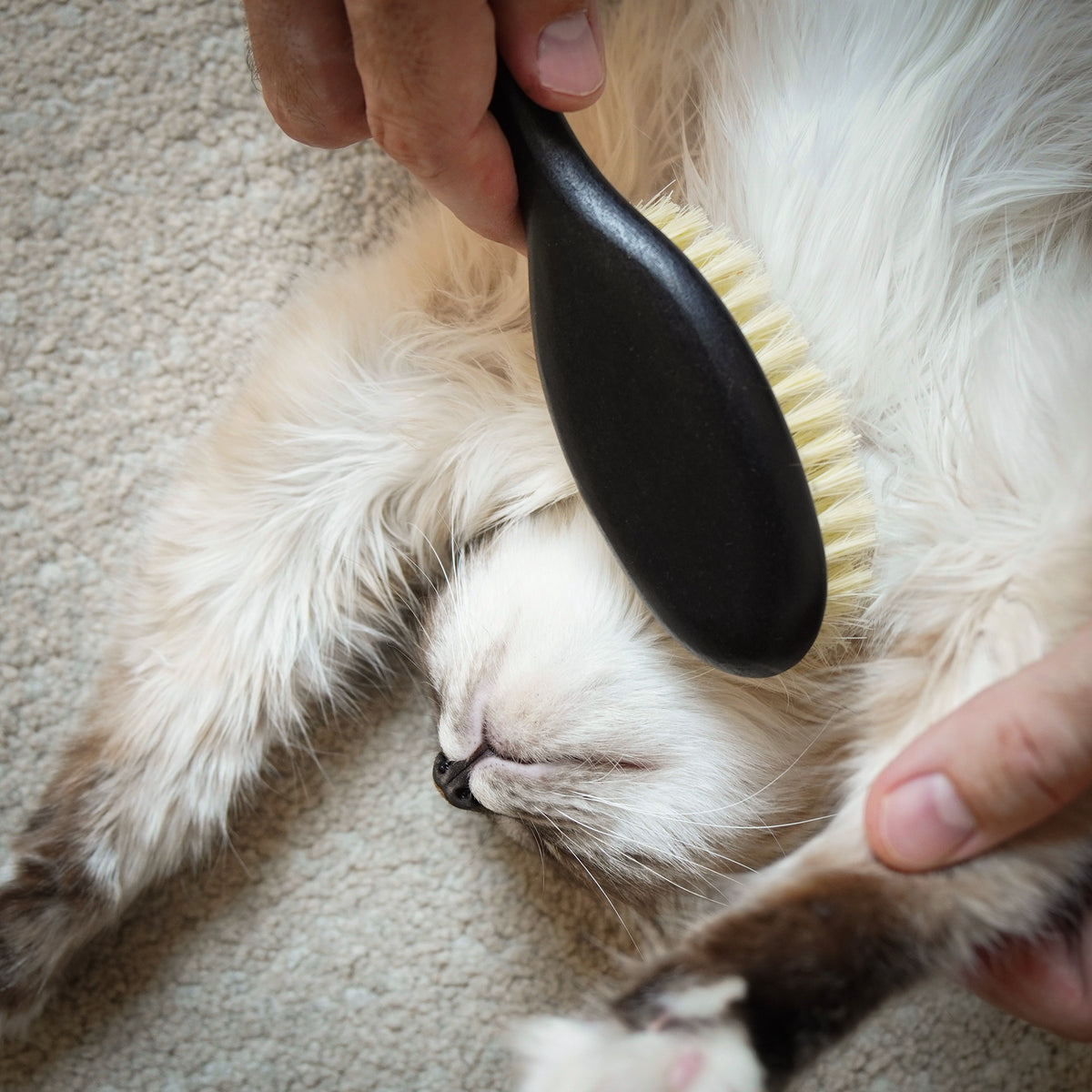 Katzenbürste hochwertig Fellpflege
