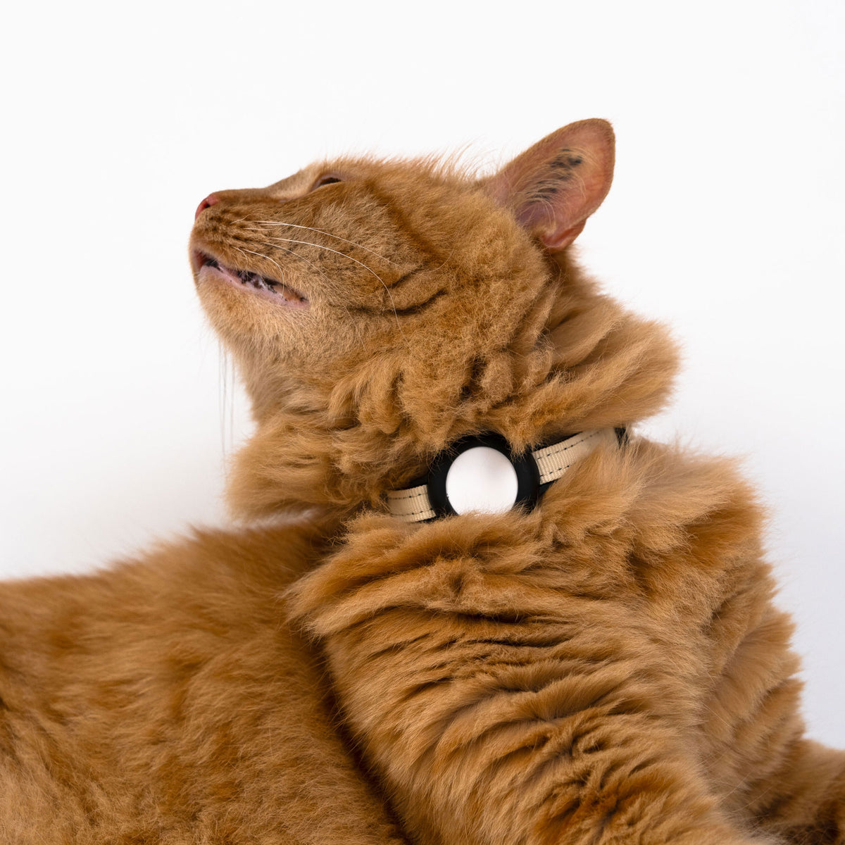 Katze trägt beiges Halsband für AirTag