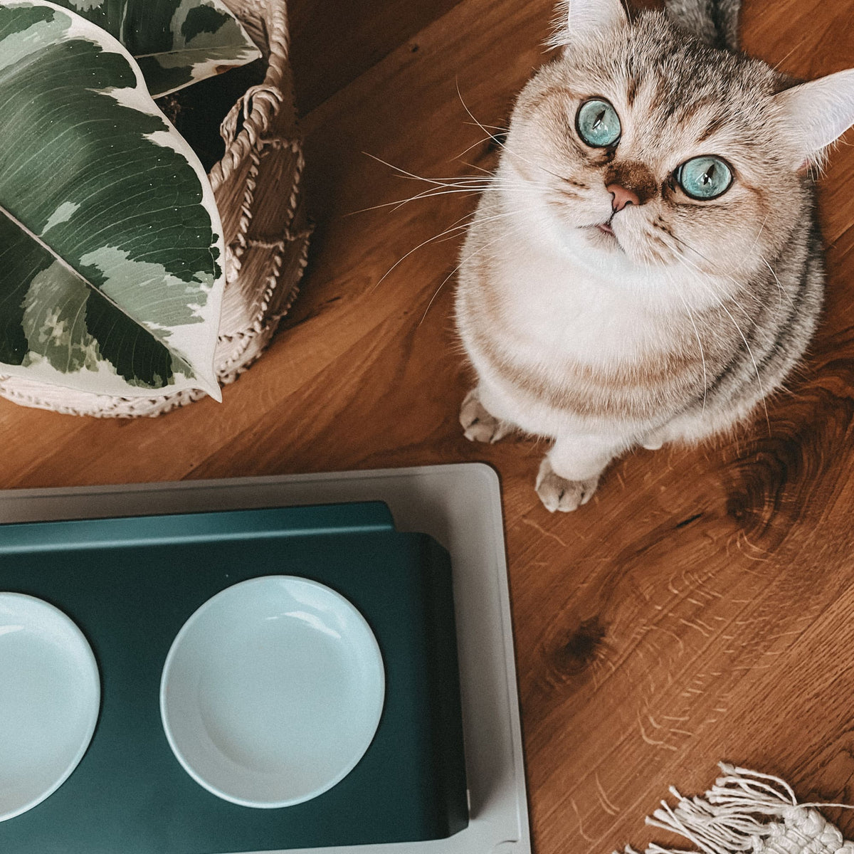 BOWL Cat Bowl