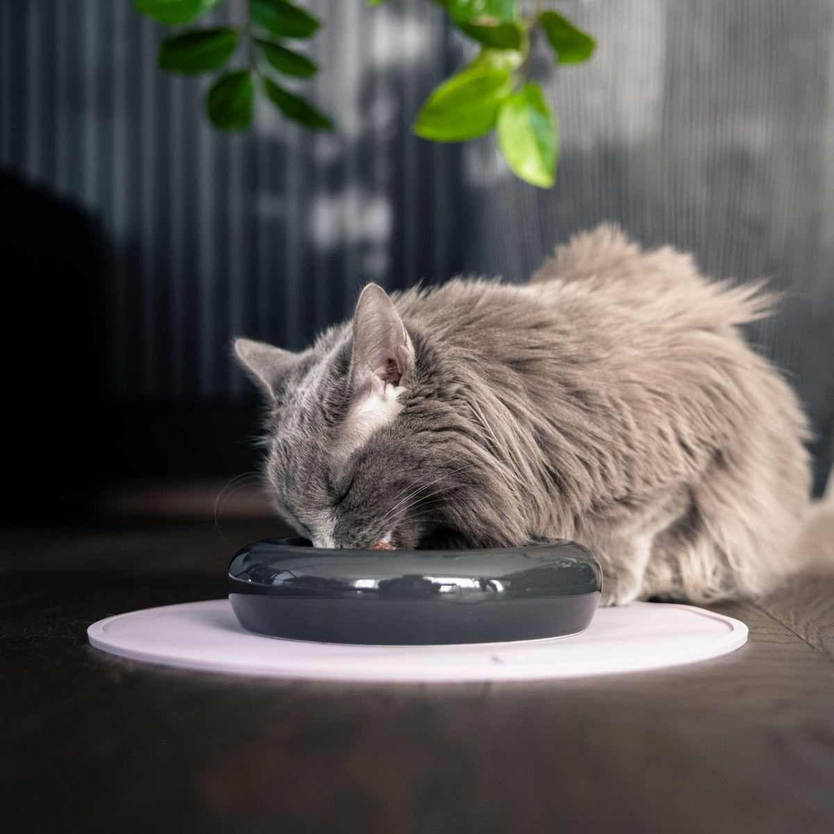 CIRCLE cat food place mat