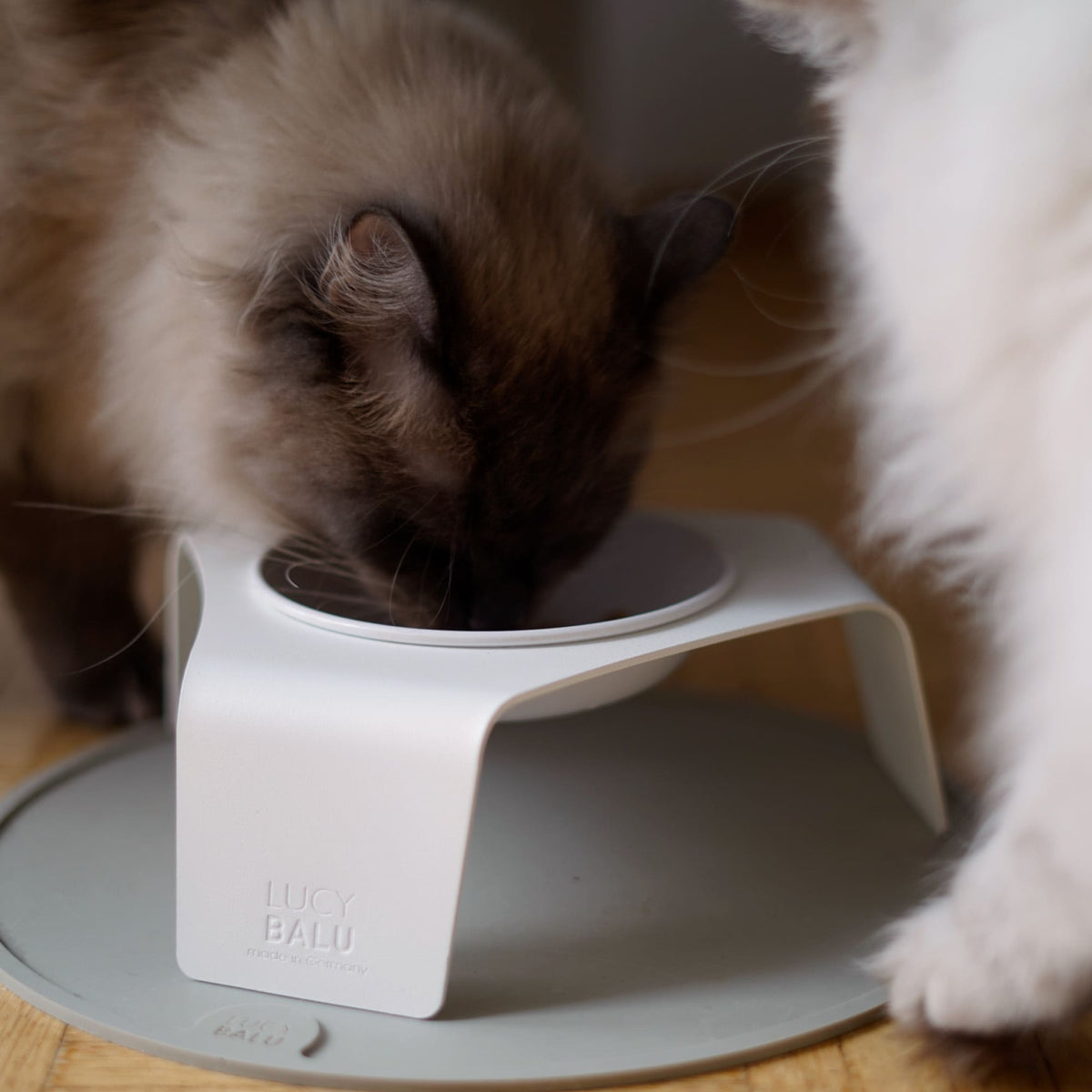 BOWL Cat Bowl