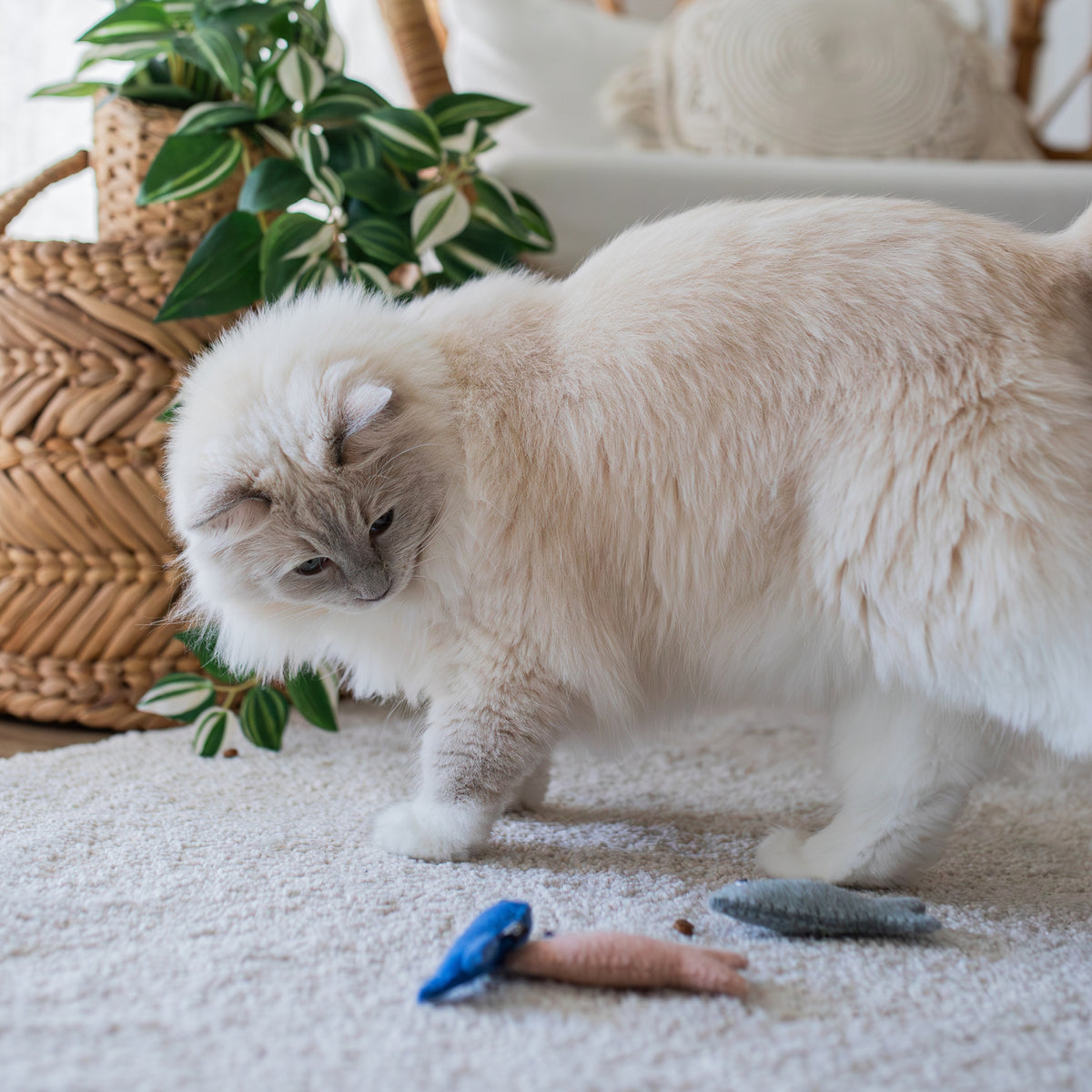 Katzen Filzspielzeug Sardinen