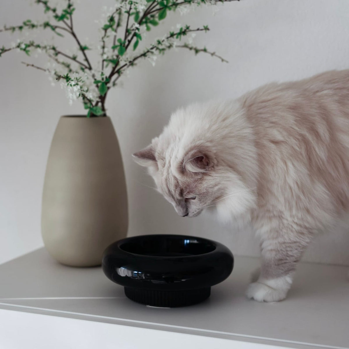 MYCO cat bowl