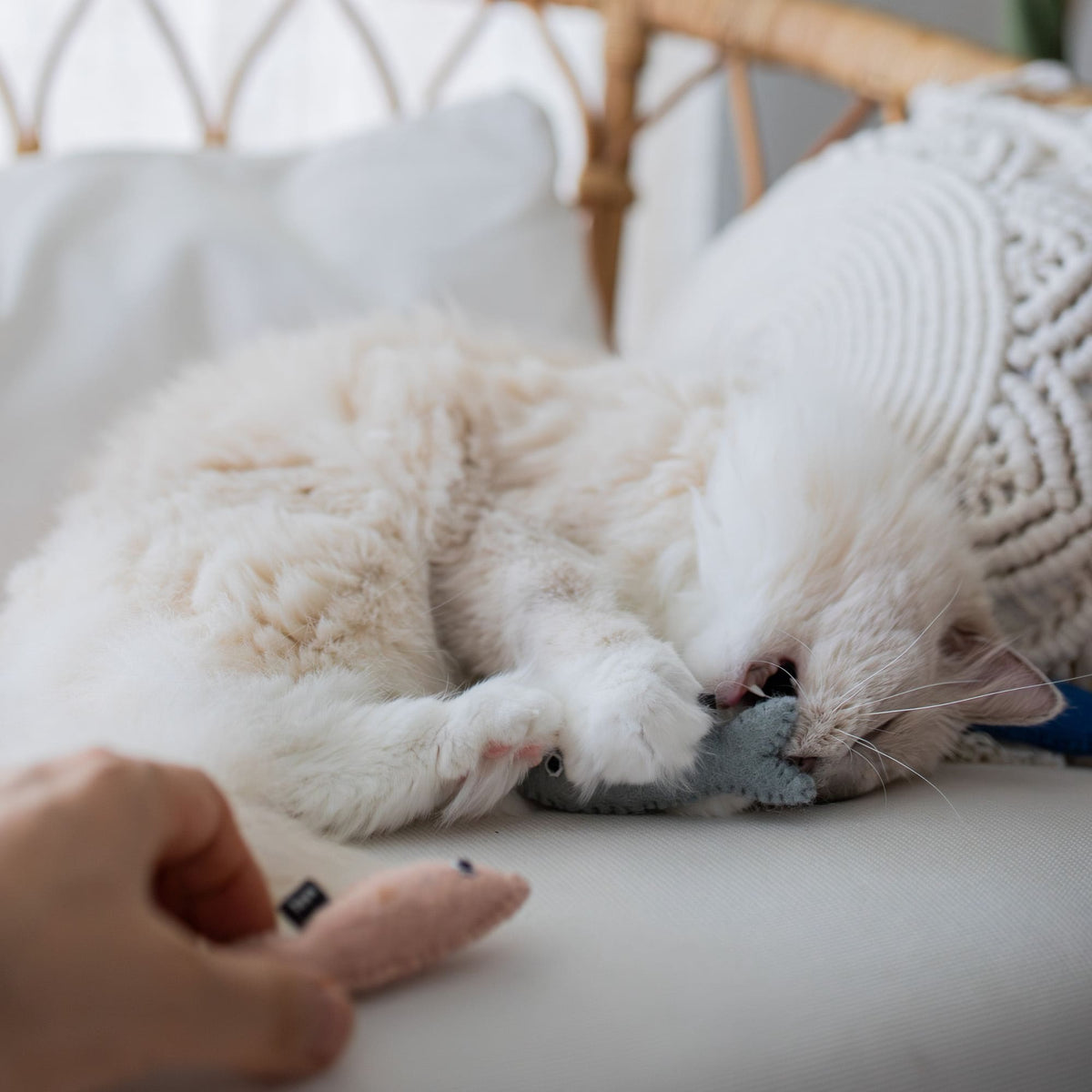 SARDINES Cat Toy