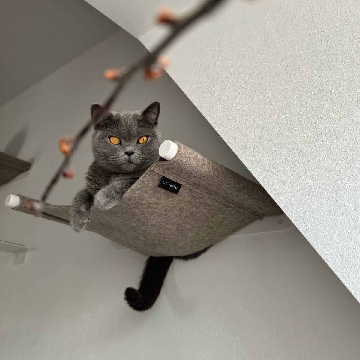 Cat hammock SWING