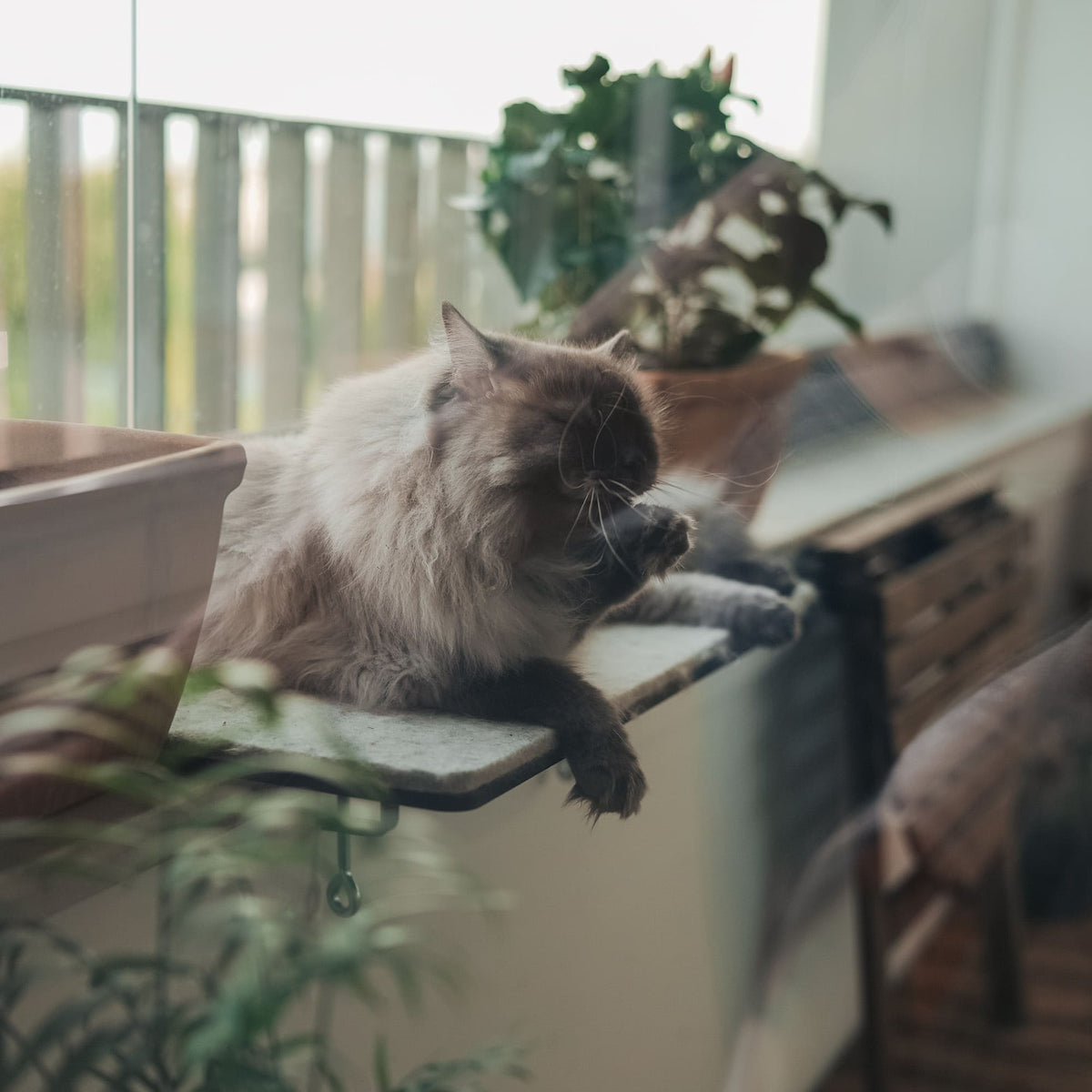 VIEW Cat Window Perch