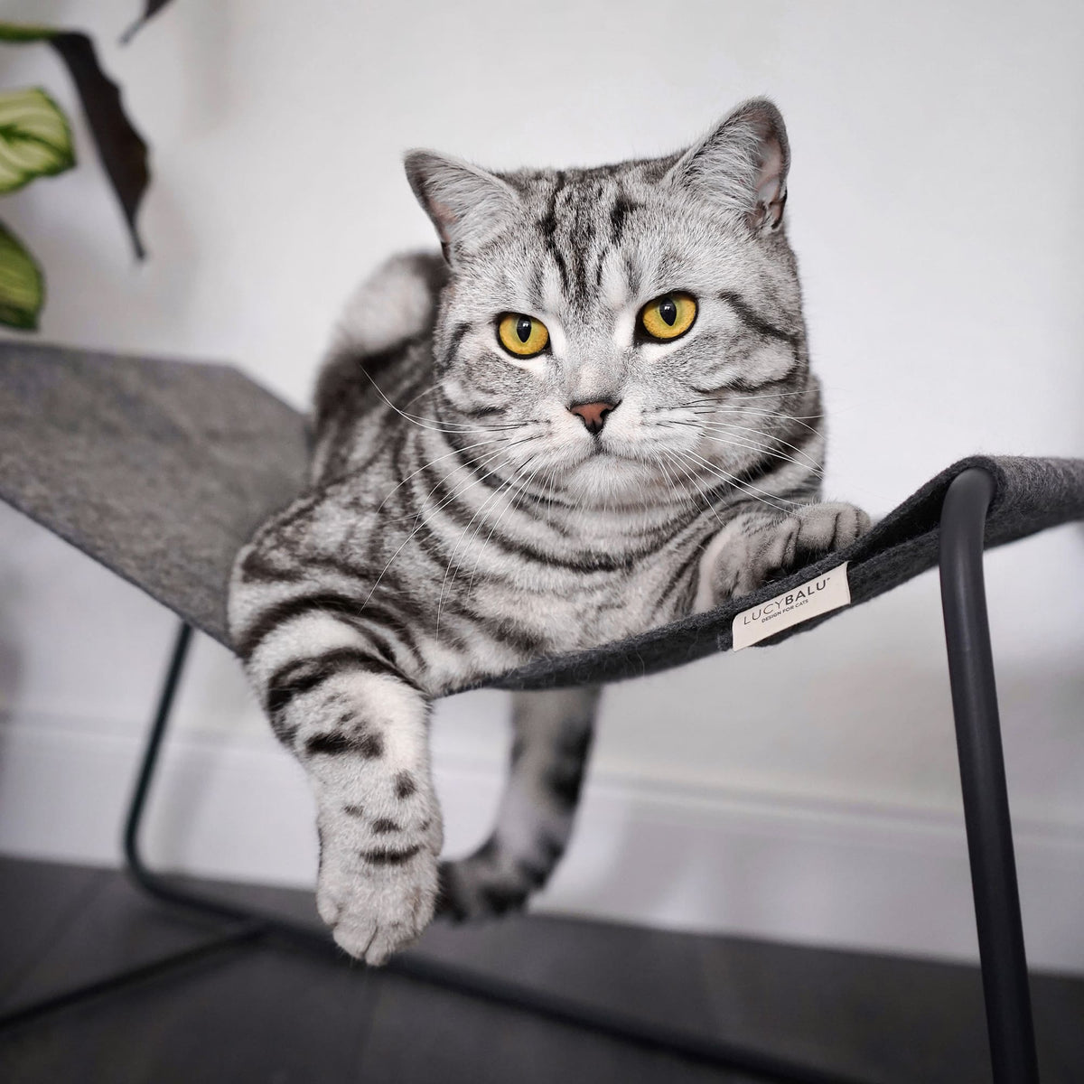 FLOAT cat hammock